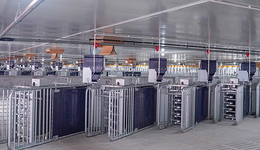 湛江响水14000育肥六场